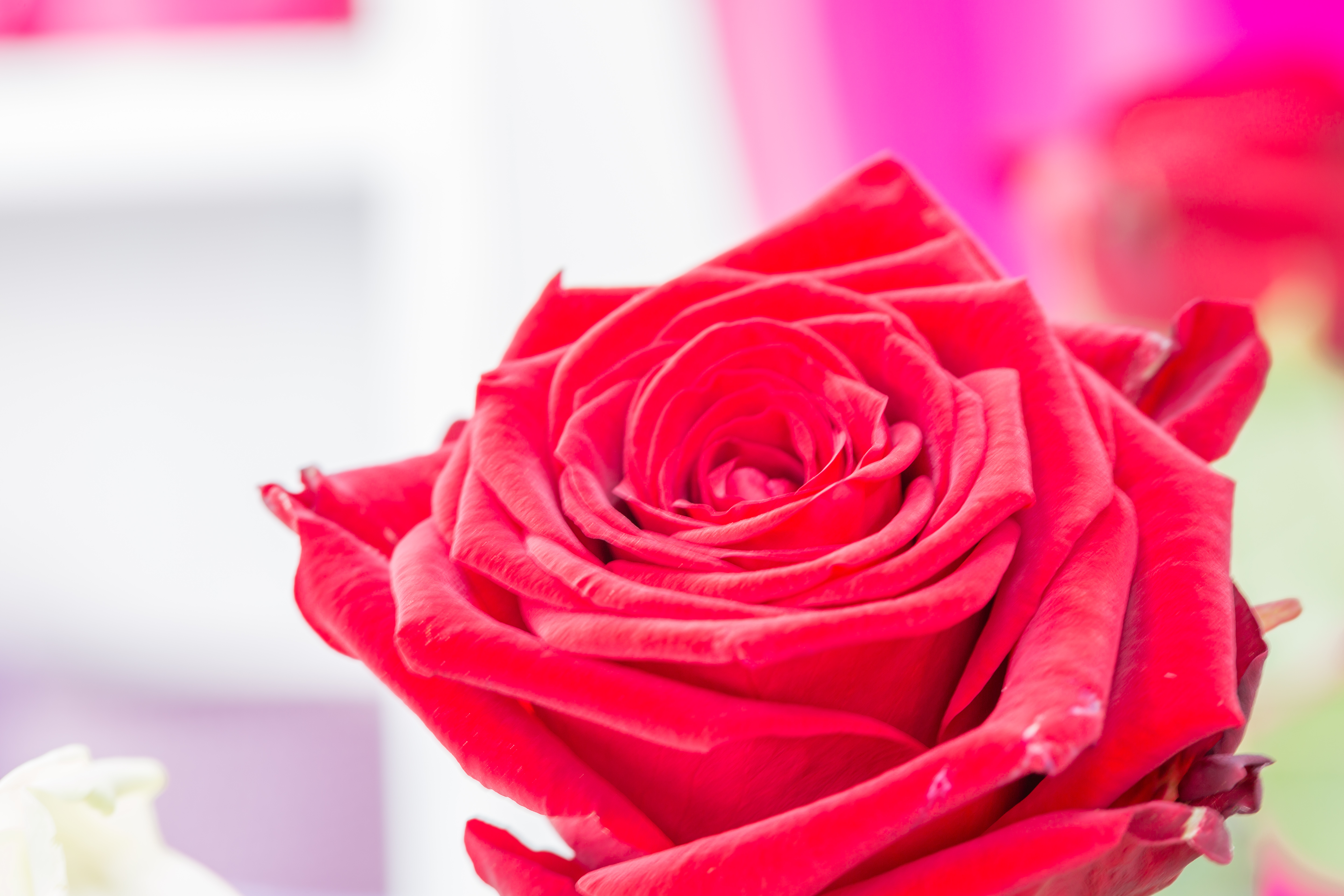 Une rose.